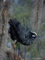 Golden Crown Night Heron