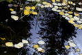 Leaves in a Pond