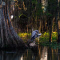 Preening Heron