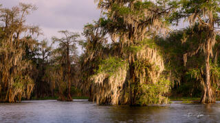 Springtime Return to the Atchafalaya