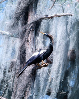 The Anhinga 