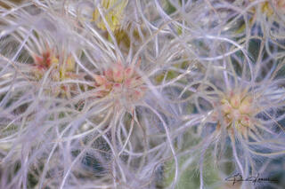Pink and white, wild, soft, and abstract in clusters. That is Apache Plume in the wild.