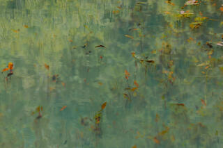 Aquatic Impressionist