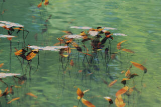 Aquatica Green