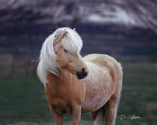 Golden Icelandic horse with a blonde mane falling in its eyes and carrying a striking pose.