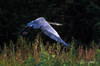 Blue Heron In Flight
