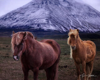 Icelandic Golden Horses