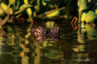 Gator Eyes