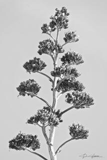 Agave