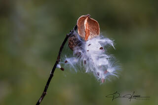 Milkweed Seeds in Tennessee 