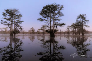 Spring Awakens in the Atchafalaya Basin