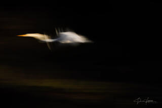 Egret in Flight