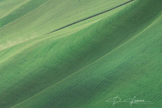 Fields Of Palouse