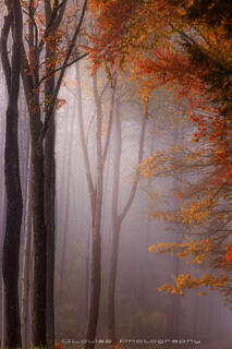 Vermont Foggy Forest