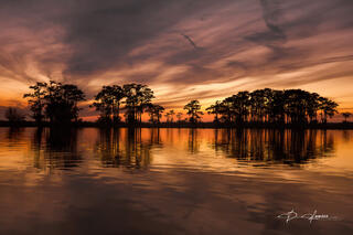 Golden Bayou