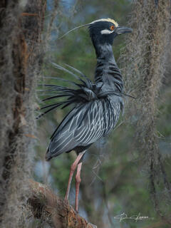 Golden Crown Night Heron