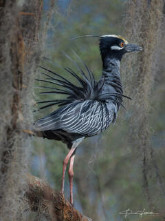 Golden Crown Night Heron