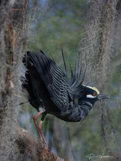 Golden Crown Night Heron 