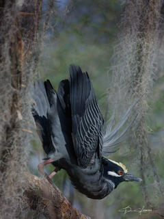 Golden Crown Night Heron