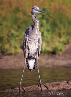 Great Blue Heron