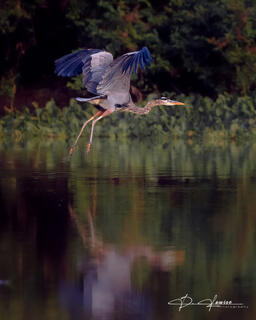 Herons Flight