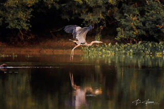 Heron In Flight