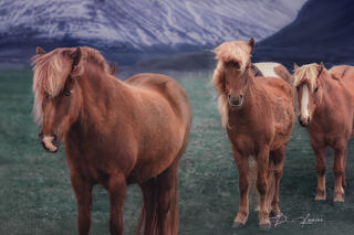 Icelandic Golden Horses