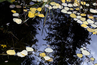 Leaves in a Pond
