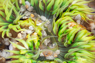 Neon Anemone
