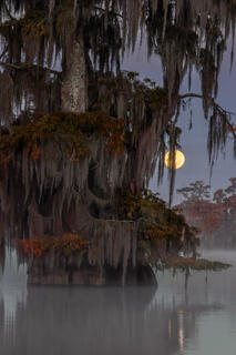 Moonset on the Bayou