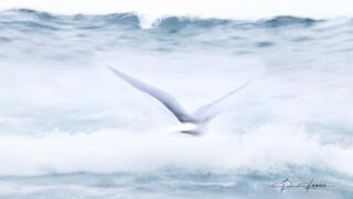 Softening the Sea