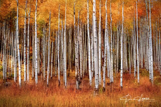 Aspen Row in Autumn
