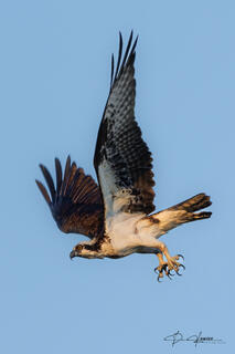 Osprey Hunting