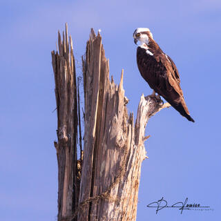 Osprey on Watch