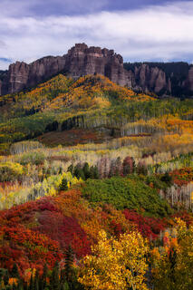 Uncompahgre Forest in Autumn