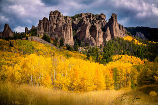 Aspens On Owl Creek