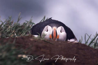 Icelandic Puffin