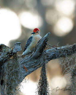 Red Belly Woodpecker