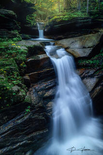 Forest Flow