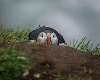 Sleepy Puffin