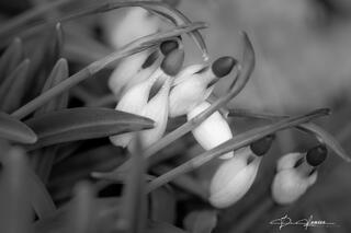Snow Drops