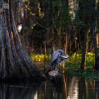 Preening Heron