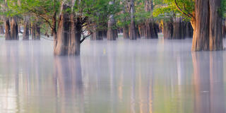 Morning Reflection