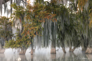 Fall On The Bayou