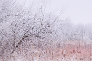The Color of Winter