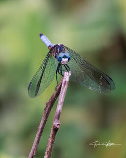 The image depicts a strong and stable branch, but it is only a thin and wiry twig, and the dragonfly is as light as a feather