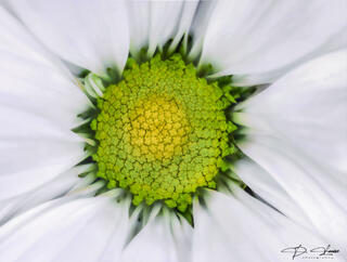 The WHite Daisy