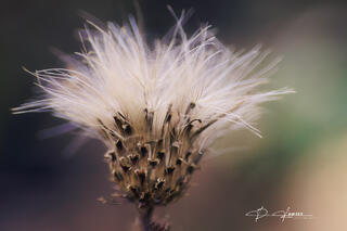 The thistle down from a  Purple thistle plant