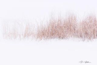 Red Winter 
