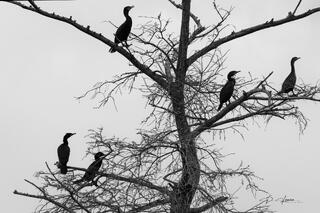 Cormorants Tree